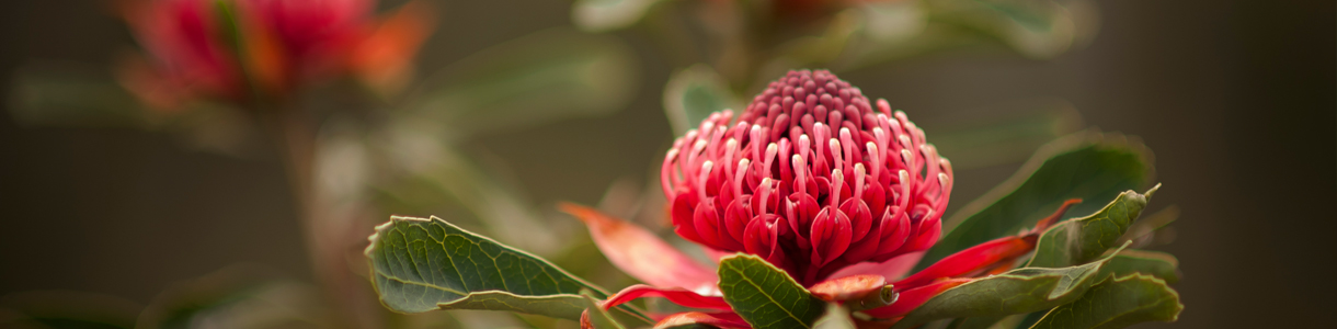 waratah