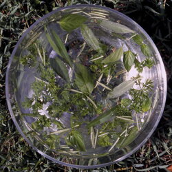  Austrálske kvetove esencie Green Essence