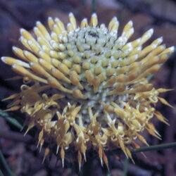 Austrálske kvetove esencie Isopogon