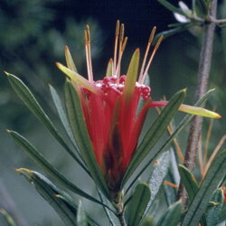 Austrálske kvetove esencie Montain Devil