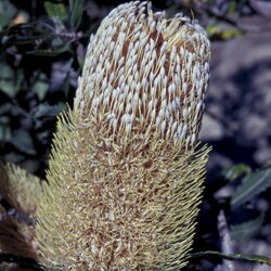 Austrálske kvetove esencie Old Man Banksia