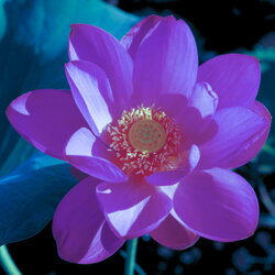 Austrálske kvetove esencie Red Lily