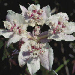 Austrálske kvetove esencie Southern Cross