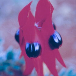 Austrálske kvetove esencie Sturt Desert Rose Austrálske kvetove esencie Sturt Desert Rose