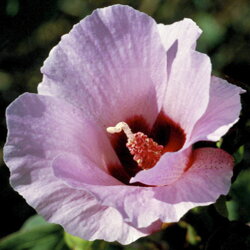 Austrálske kvetove esencie Sturt Desert Rose