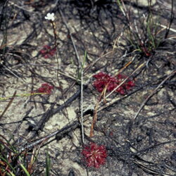 Austrálske kvetove esencie Sundew