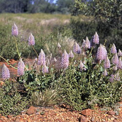 Austrálske kvetove esencie Tall Mulla Mulla Austrálske kvetove esencie Tall Mulla Mulla