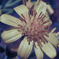 Austrálske kvetove esencie Tall Yellow Top Austrálske kvetove esencie Tall Yellow Top