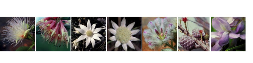 Austrálske kvetové esencie sebalaska 