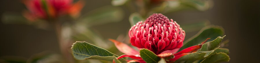 waratah 